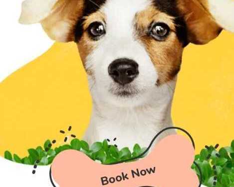 dog-walker-los-angeles-west-coast-paws