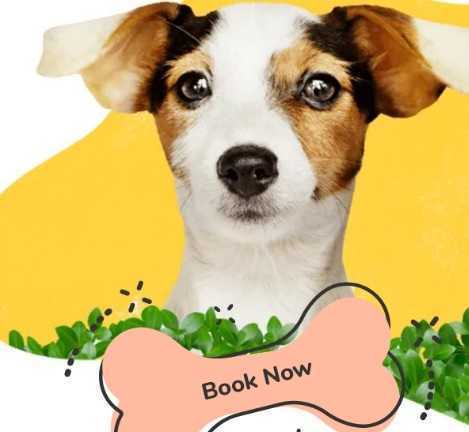 dog-walker-los-angeles-west-coast-paws-big-0