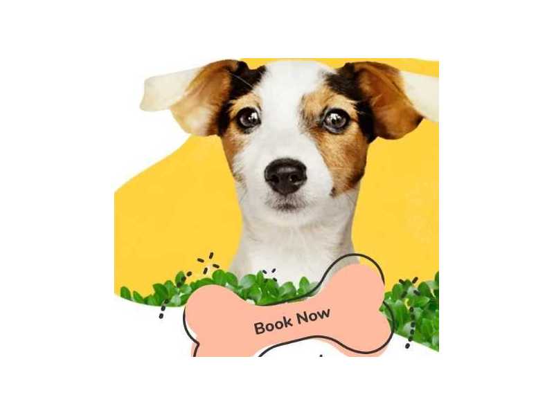 dog-walker-los-angeles-west-coast-paws-small-0