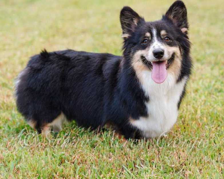 pembroke-welsh-corgi-puppies-loving-intelligent-socialized-companions