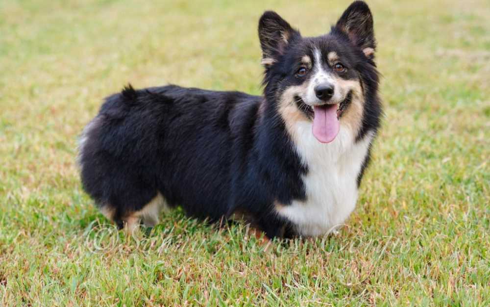 pembroke-welsh-corgi-puppies-loving-intelligent-socialized-companions-big-0