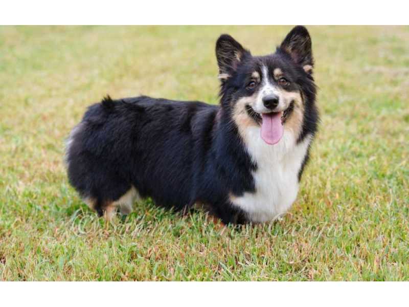 pembroke-welsh-corgi-puppies-loving-intelligent-socialized-companions-small-0