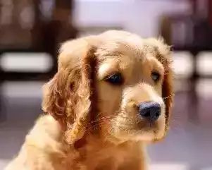 best-protection-dog-breeds-and-training