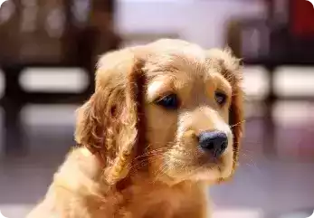 best-protection-dog-breeds-and-training-big-0