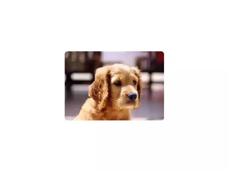 best-protection-dog-breeds-and-training-small-0