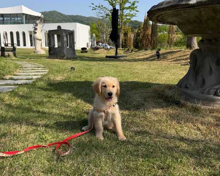 english-cream-golden-retriever-puppies-for-sale