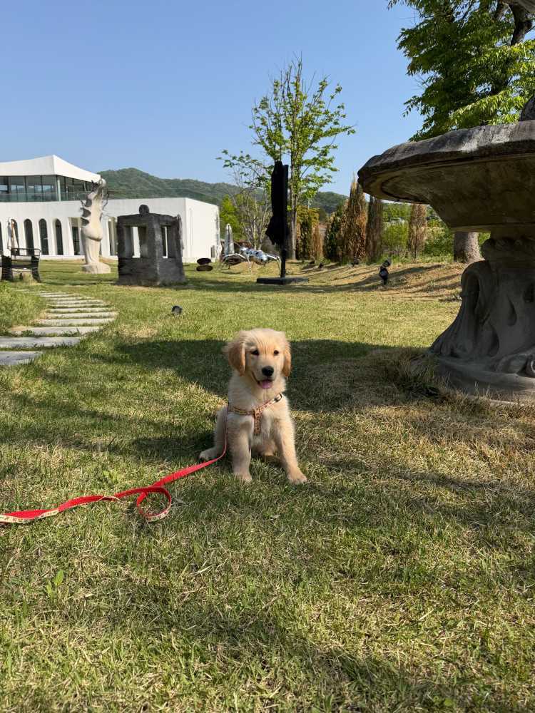 english-cream-golden-retriever-puppies-for-sale-big-0
