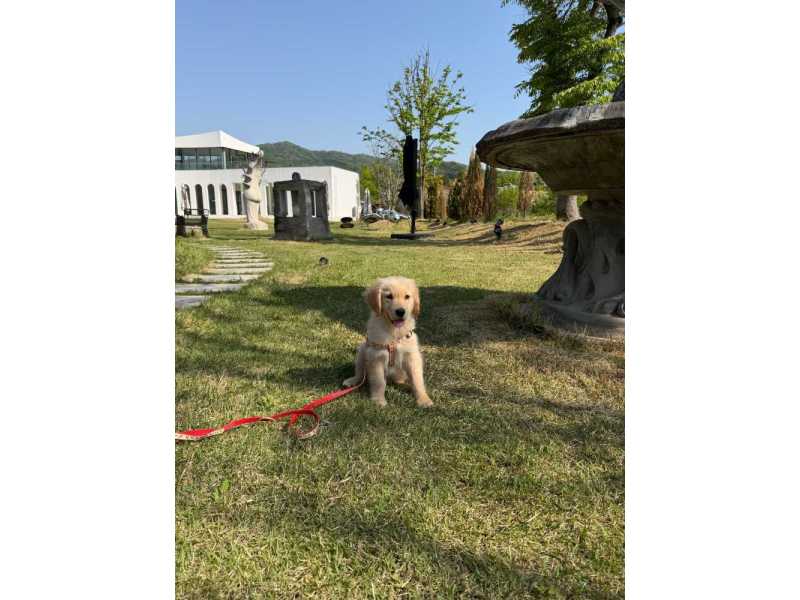 english-cream-golden-retriever-puppies-for-sale-small-0