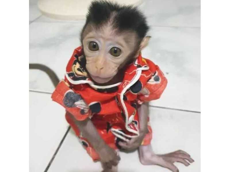 richard-male-macaque-small-0