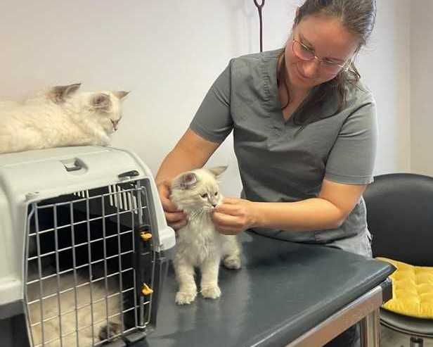 siberian-kitten-breeders-health-guarantee