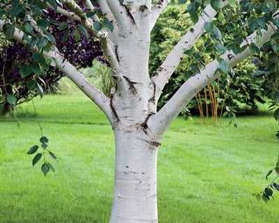 buy-birch-tree-river-birch-trees-online-with-delivery-planting