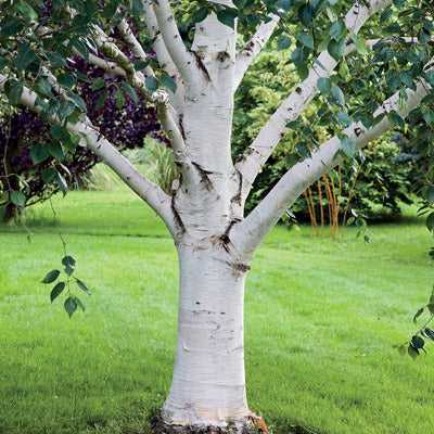 buy-birch-tree-river-birch-trees-online-with-delivery-planting-big-0