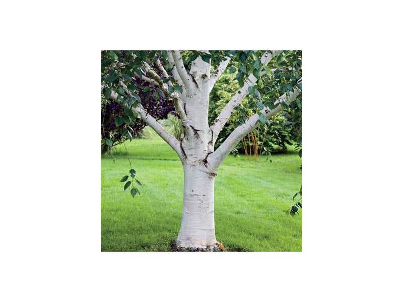 buy-birch-tree-river-birch-trees-online-with-delivery-planting-small-0