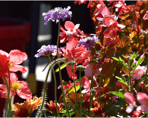 flowering-plants-los-angeles-vibrant-selections-by-urban-jungle