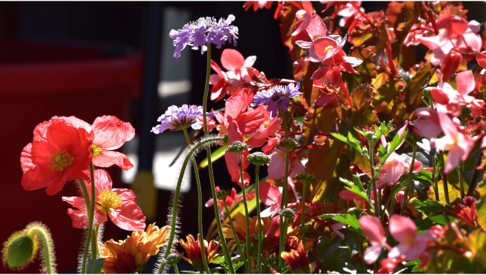 flowering-plants-los-angeles-vibrant-selections-by-urban-jungle-big-0