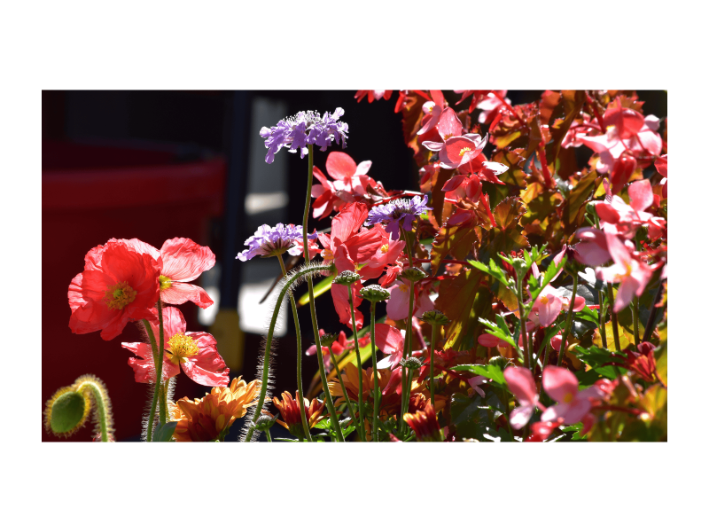 flowering-plants-los-angeles-vibrant-selections-by-urban-jungle-small-0