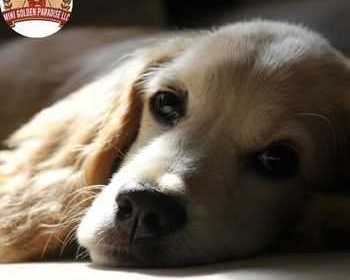 choose-top-mini-golden-retrievers-for-loving-families-and-companions