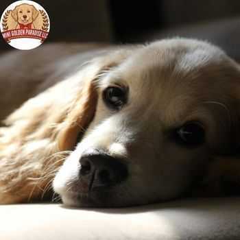 choose-top-mini-golden-retrievers-for-loving-families-and-companions-big-0