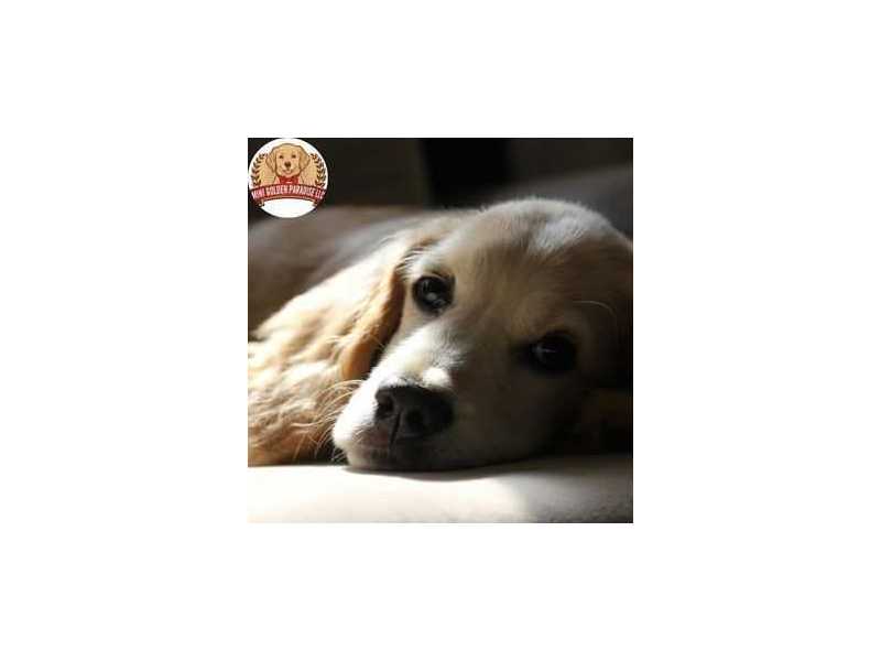 choose-top-mini-golden-retrievers-for-loving-families-and-companions-small-0