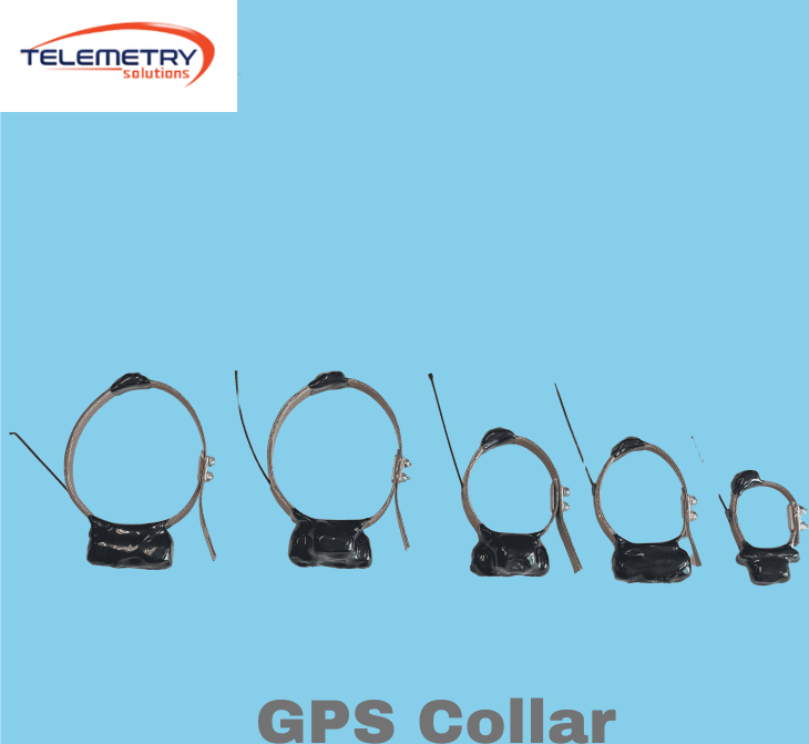 gps-collars-for-wildlife-designed-for-long-distance-tracking-big-0