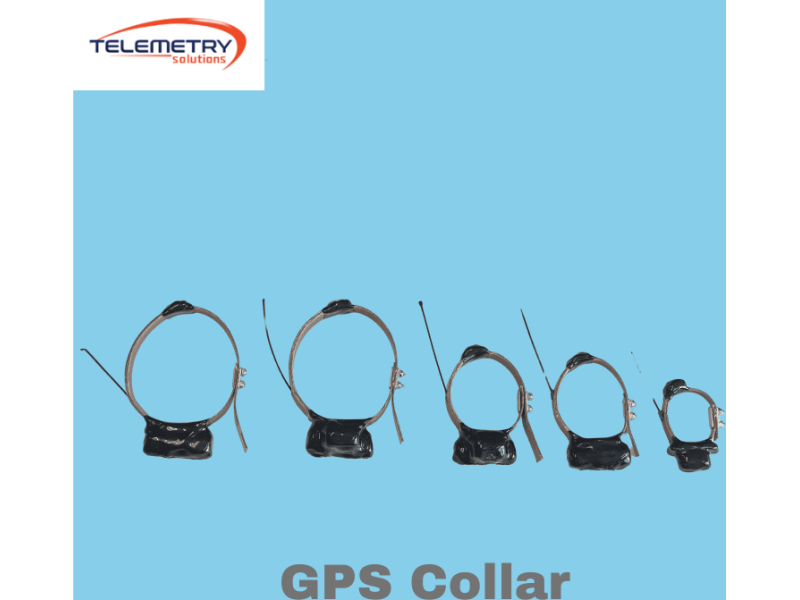 gps-collars-for-wildlife-designed-for-long-distance-tracking-small-0