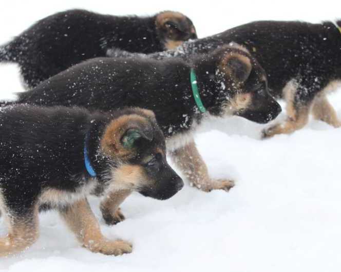 remarkable-bloodlines-behind-purebred-german-shepherd-puppies
