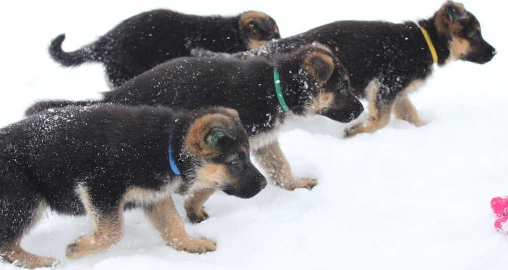 remarkable-bloodlines-behind-purebred-german-shepherd-puppies-big-0
