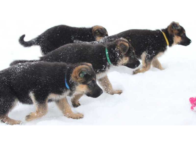 remarkable-bloodlines-behind-purebred-german-shepherd-puppies-small-0