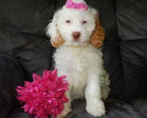 best-f1b-cavapoo-for-sale-in-ohio-puppy-love-paradise