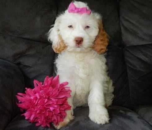 best-f1b-cavapoo-for-sale-in-ohio-puppy-love-paradise-big-0