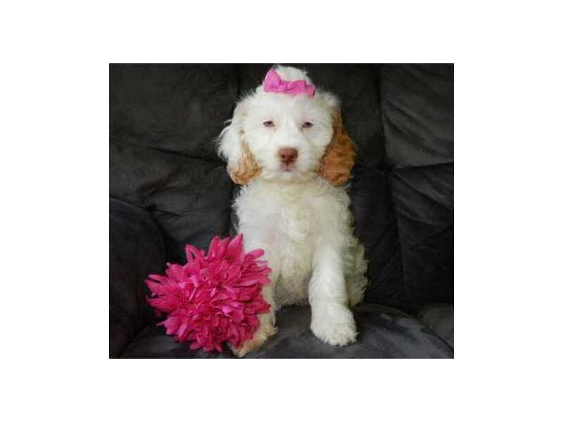 best-f1b-cavapoo-for-sale-in-ohio-puppy-love-paradise-small-0