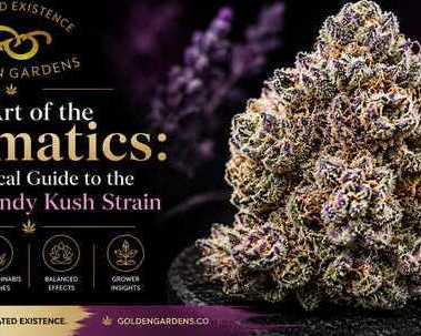 cotton-candy-strain-guide-genetics-terpenes-growing-tips