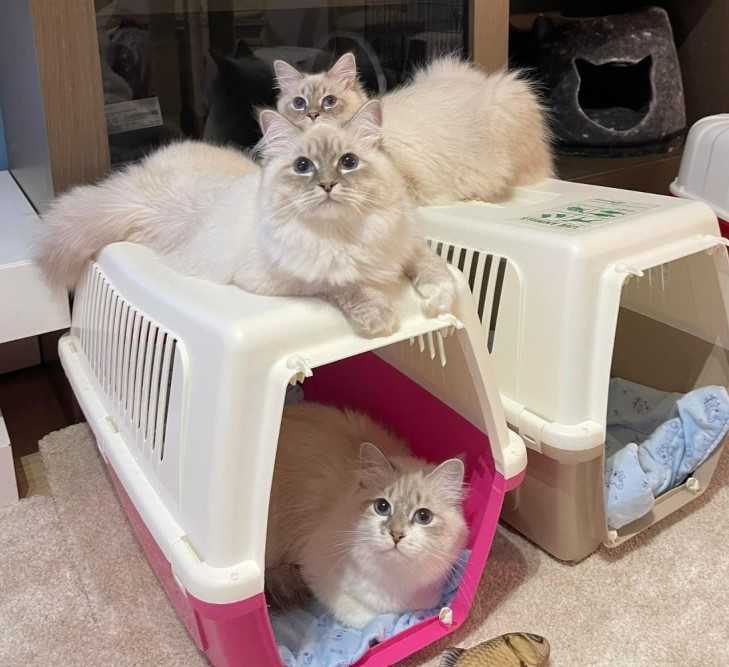 fluffy-snow-siberians-best-siberian-kittens-big-0