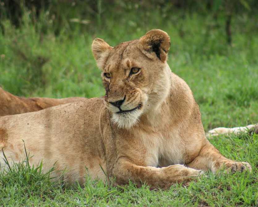 tours-and-safaris-kenya-explore-wildlife-and-scenic-landscapes
