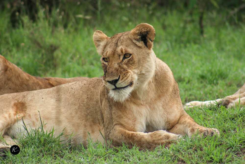 tours-and-safaris-kenya-explore-wildlife-and-scenic-landscapes-big-0