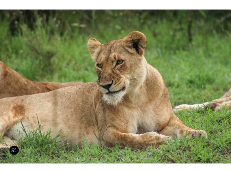 tours-and-safaris-kenya-explore-wildlife-and-scenic-landscapes-small-0