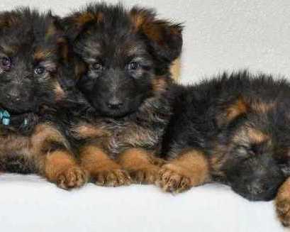 healthy-family-companions-ready-german-shepherd-puppies-for-sale