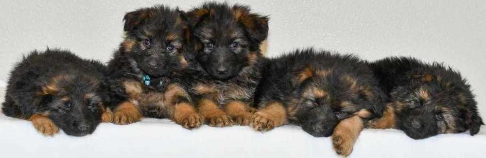 healthy-family-companions-ready-german-shepherd-puppies-for-sale-big-0
