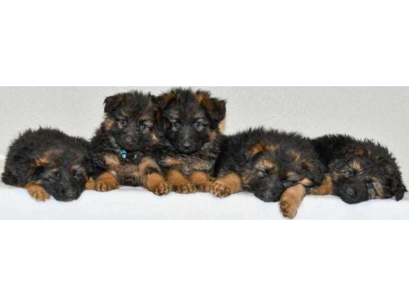 healthy-family-companions-ready-german-shepherd-puppies-for-sale-small-0