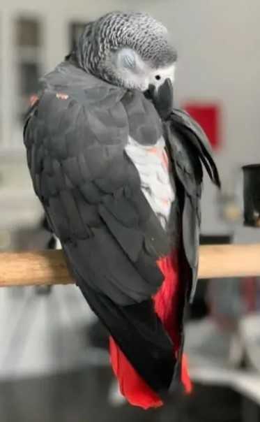 super-african-grey-parrot-for-sale-big-0