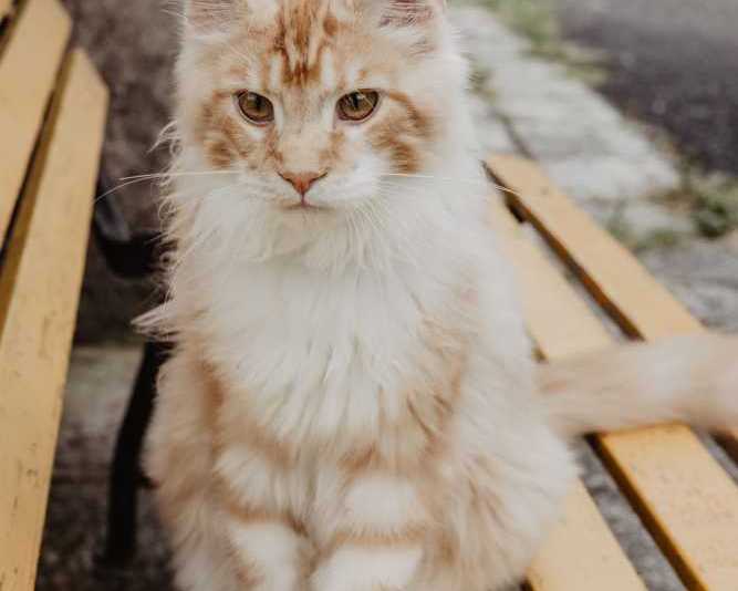 maine-coon-cat-loving-intelligent-majestic-family-pets