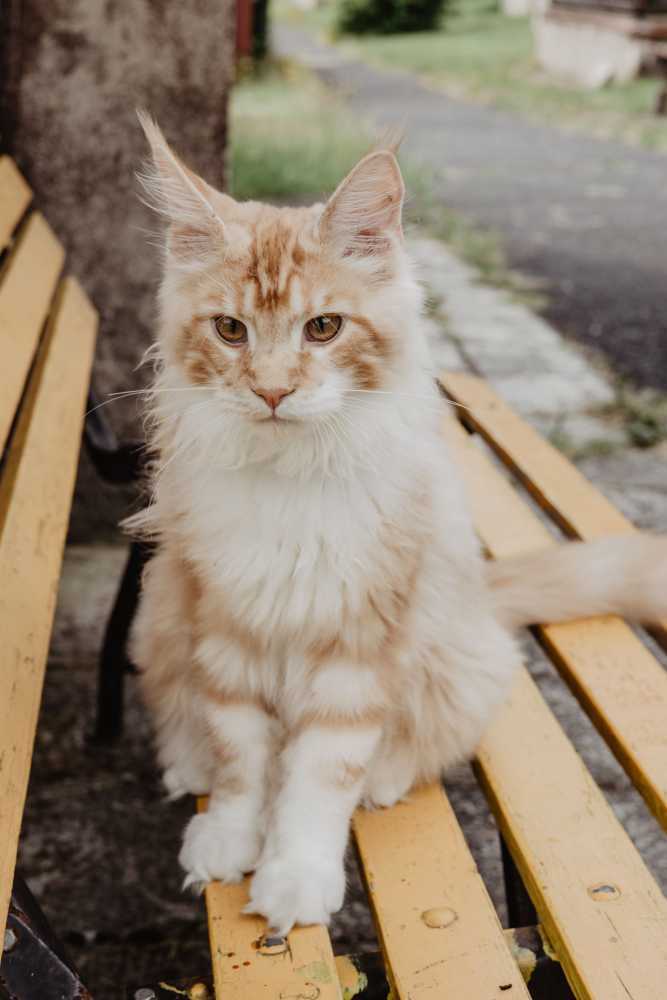 maine-coon-cat-loving-intelligent-majestic-family-pets-big-0