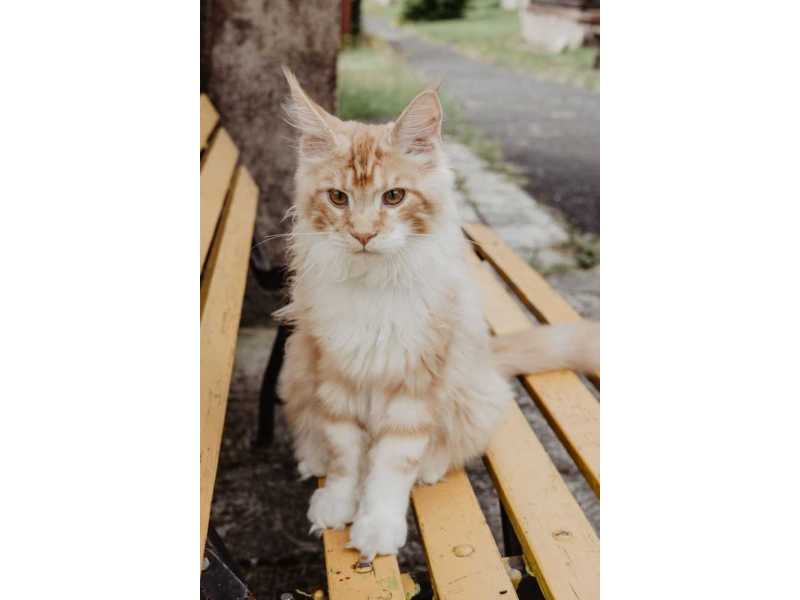 maine-coon-cat-loving-intelligent-majestic-family-pets-small-0