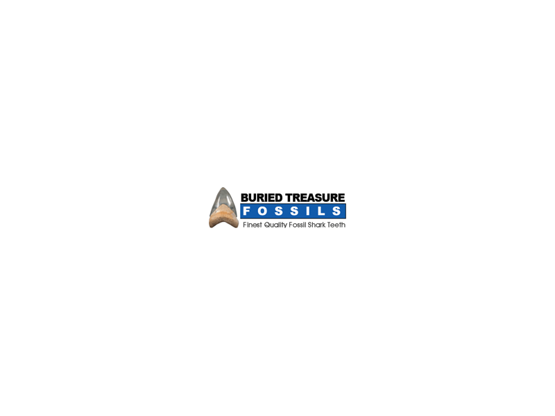 discover-the-best-places-to-find-megalodon-teeth-in-florida-small-0