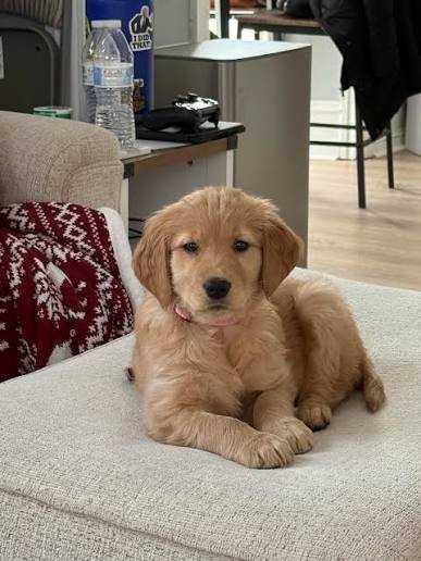 looking-for-buyers-big-0