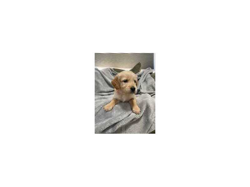 looking-for-buyers-small-1