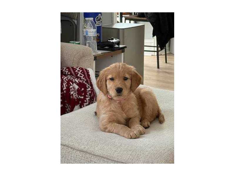 looking-for-buyers-small-0