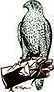 hawkeye-bird-and-animal-control-falconry-experience-jupiter-tequesta-big-0
