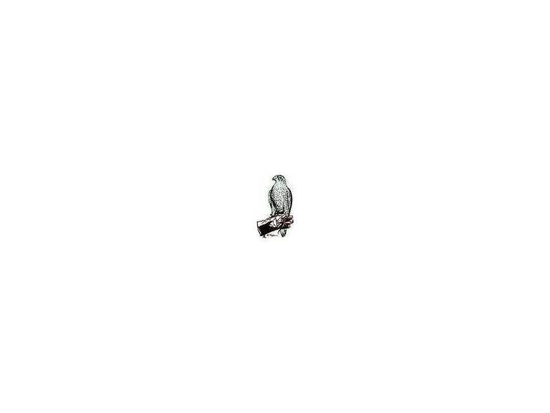 hawkeye-bird-and-animal-control-falconry-experience-jupiter-tequesta-small-0