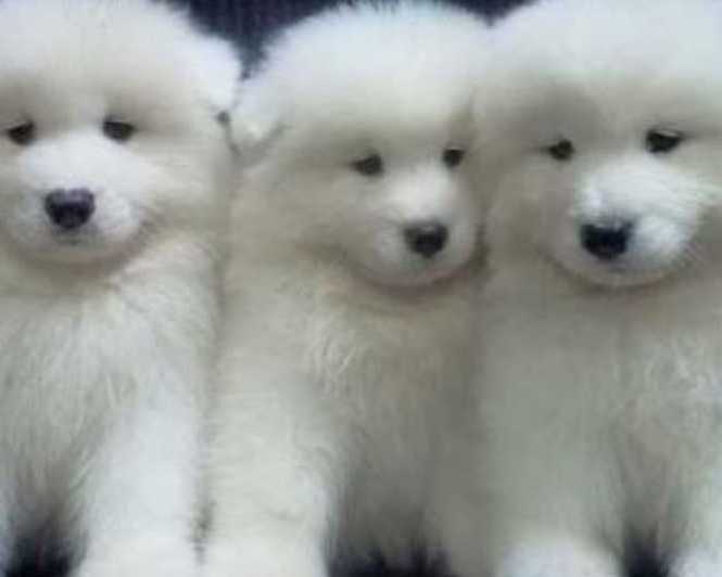 beautiful-samoyed-adults-looking-for-loving-homes
